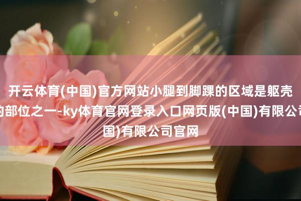 开云体育(中国)官方网站小腿到脚踝的区域是躯壳最瘦的部位之一-ky体育官网登录入口网页版(中国)有限公司官网